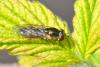 Melanostoma scalare